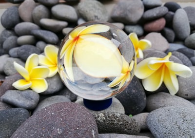 Yellow and white petals of the flowers
